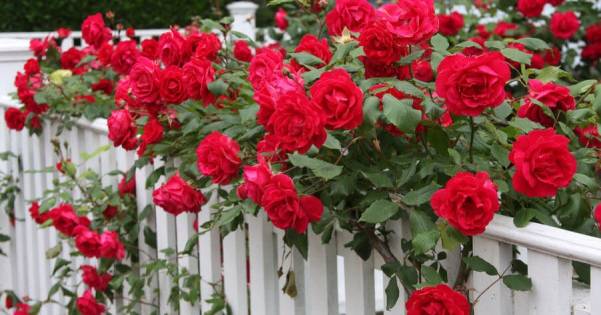 Саджанці троянд Саджанці троянд