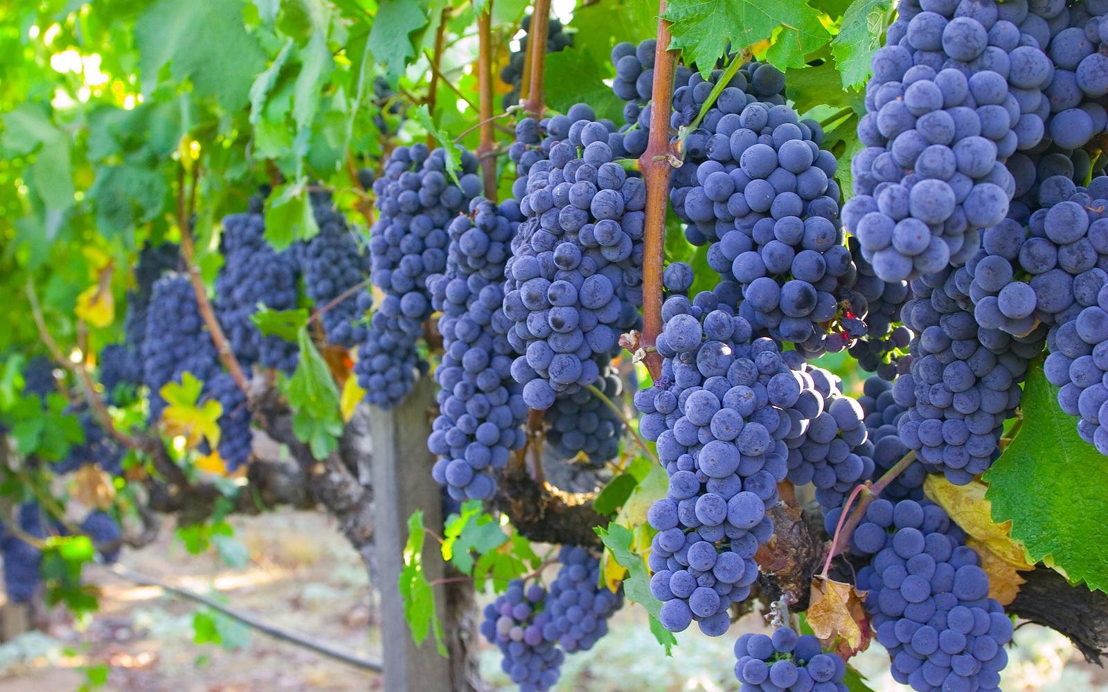 Сорт винограда Изабелла Сорт винограда Изабелла