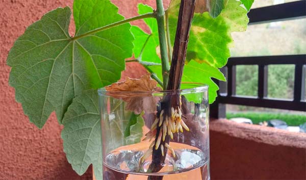 Технология высадки черенков Технология высадки черенков