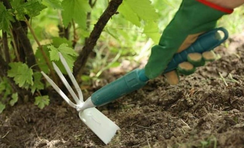 Для обеспечения хорошего урожая крыжовника важно учитывать несколько ключевых аспектов при его посадке.