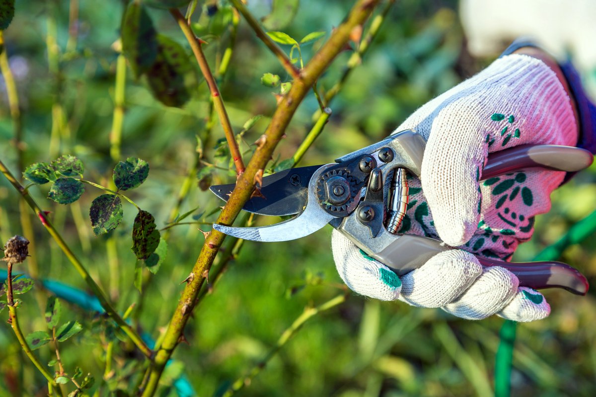 Обрезка многолетних растений