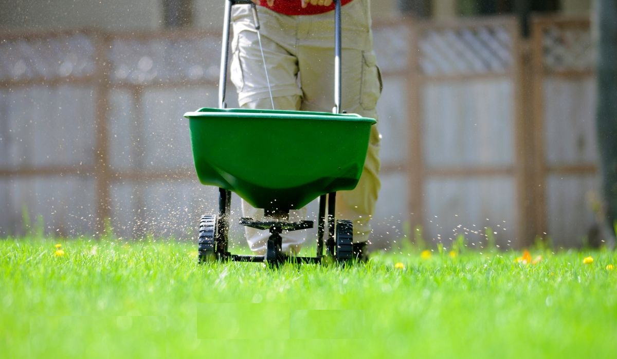 Підготовлену ділянку рівномірно присипають сумішшю, вирівнюючи поверхню газону та заповнюючи дрібні нерівності.