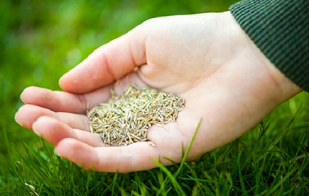 Для осіннього підсіву бажано використовувати насіння, оброблене фунгіцидами.