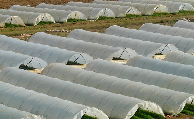 Укрытие белым агроволокном овощных культур.