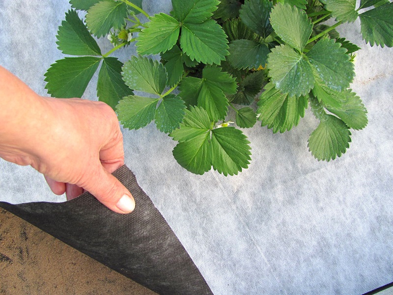 Укрытие клубники агроволокном.