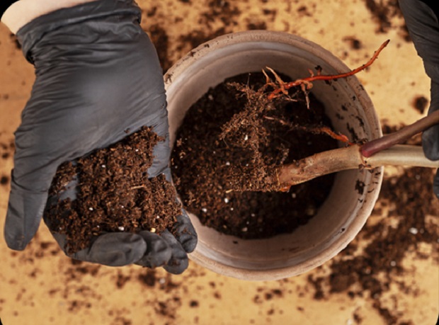 Особенности посадки и пересадки филодендрона