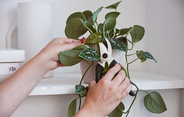 Растения, вытянутые за зиму, следует подрезать, чтобы стимулировать образование боковых побегов.