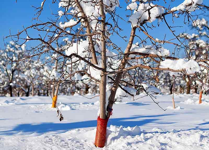 В январе необходимо периодически встряхивать ветки снега.