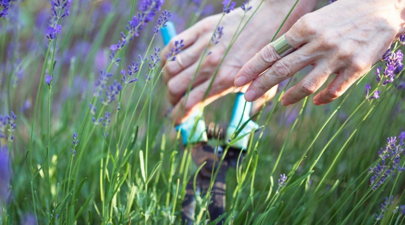 Осенняя стрижка лаванды играет немаловажную роль в подготовке кустов к зиме.