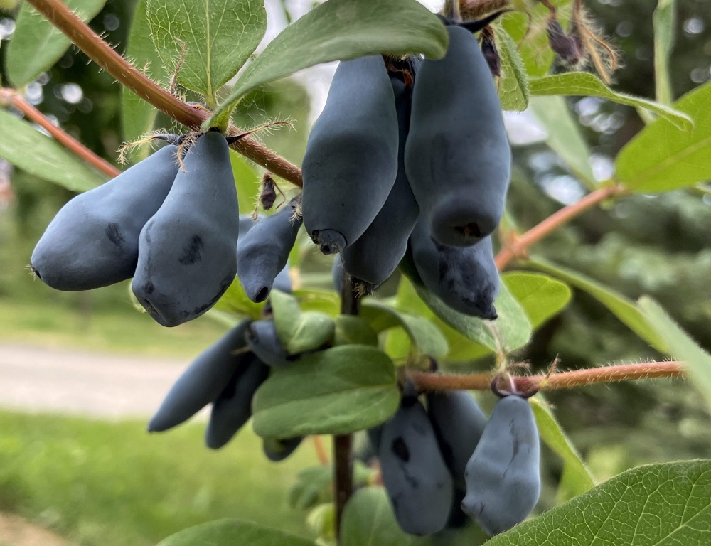 Особливості запилення різних сортів жимолості
