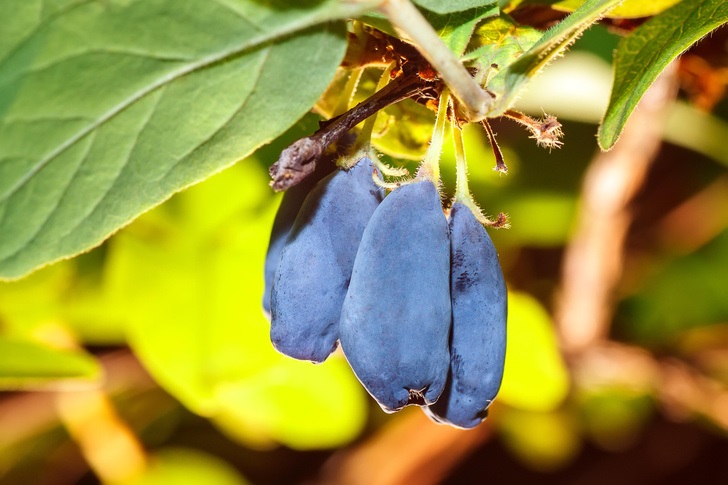 Жимолость — це невибаглива ягідна культура, яка цінується за смачні ягоди.