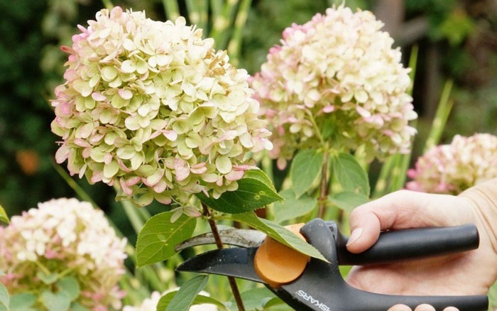 Волотистая гортензия