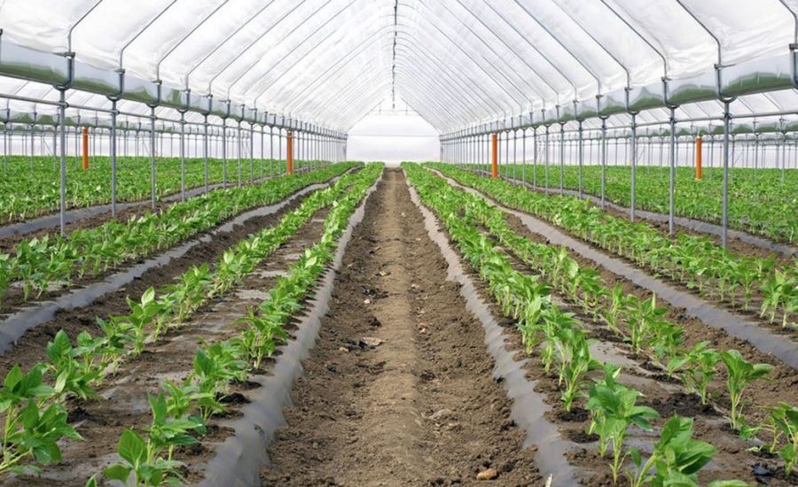 Определение оптимальных условий для выращивания рассады в теплице является важным этапом подготовки этого процесса.