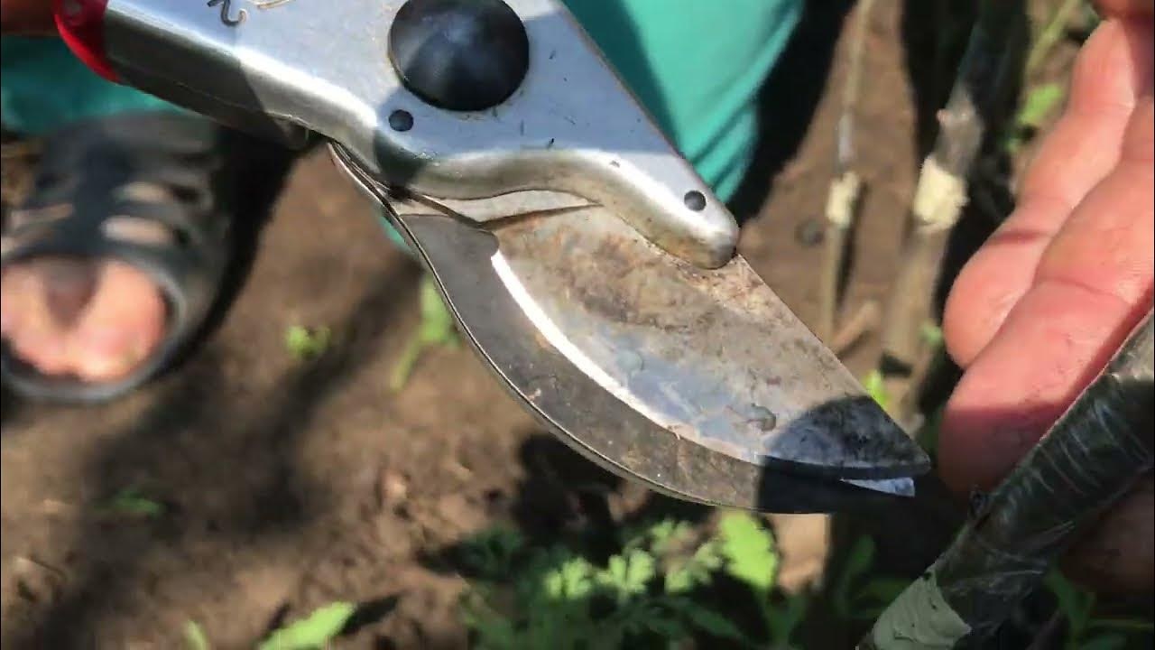 Чтобы собрать обильный урожай сладких плодов хурмы, необходимо обеспечить правильную обрезку.