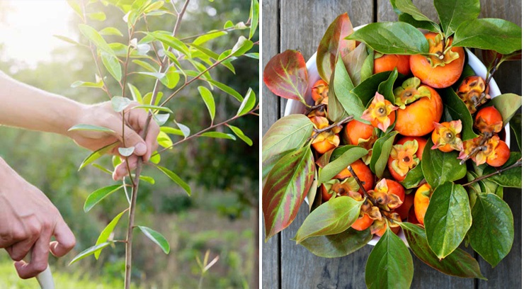 Хурму можно высаживать как весной, так и осенью.