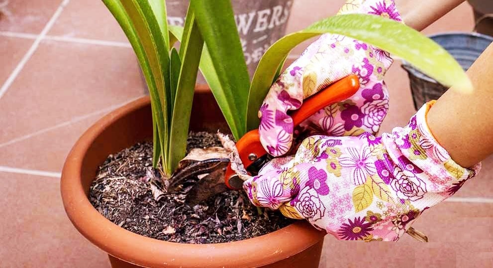 Щоб гіпеаструм радував рясним і яскравим цвітінням, його необхідно доглядати. Щоб гіпеаструм радував рясним і яскравим цвітінням, його необхідно доглядати.