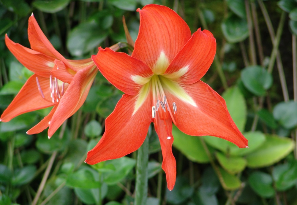 Гіпеаструм радує садівників своїми великими, яскравими квітами, що можуть бути різних відтінків. Гіпеаструм радує садівників своїми великими, яскравими квітами, що можуть бути різних відтінків.