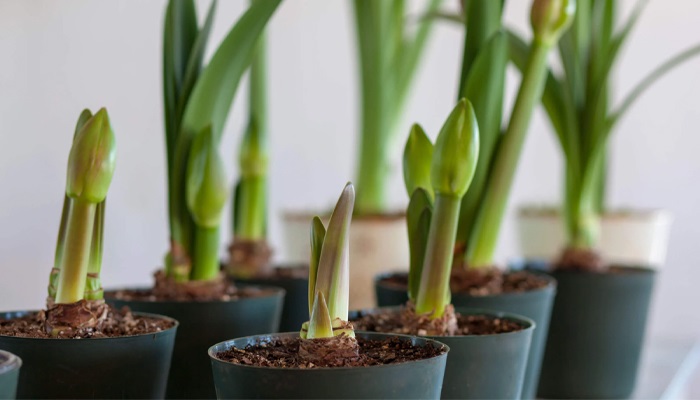 Особливості посадки гіпеаструма Особливості посадки гіпеаструма