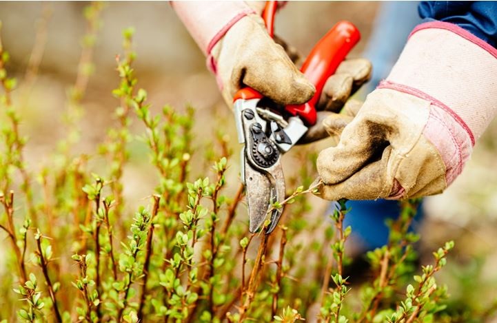 Ухаживая за барбарисом нужно использовать все виды обрезки.