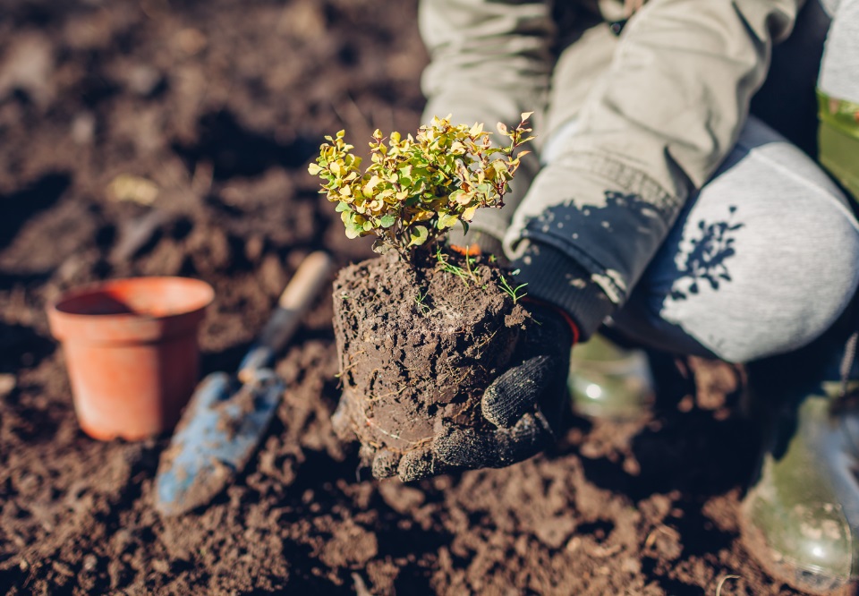 Лучшее время для посадки барбариса – весна или осень.