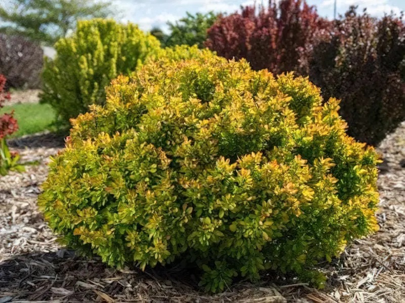 Барбарис – это не только декоративный куст, но и лекарственное и кулинарное растение.