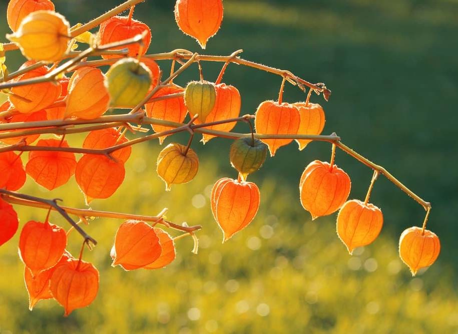 Физалис — это растение, достаточно экзотичное в нашей стране.