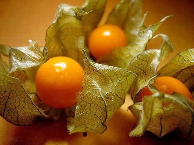 Физалис земляничный