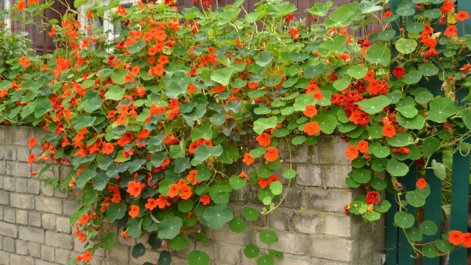 Настурция — неприхотливое растение, не требующее тщательного ухода. Настурция — неприхотливое растение, не требующее тщательного ухода.