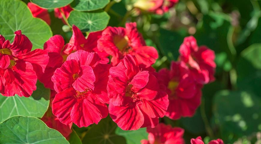 Цветки настурции – настоящее украшение для вашего сада. Цветки настурции – настоящее украшение для вашего сада.