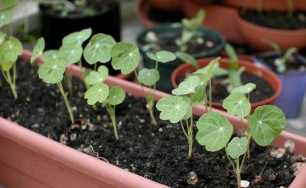 Высаживать рассаду на постоянное место нужно в конце мая. Высаживать рассаду на постоянное место нужно в конце мая.
