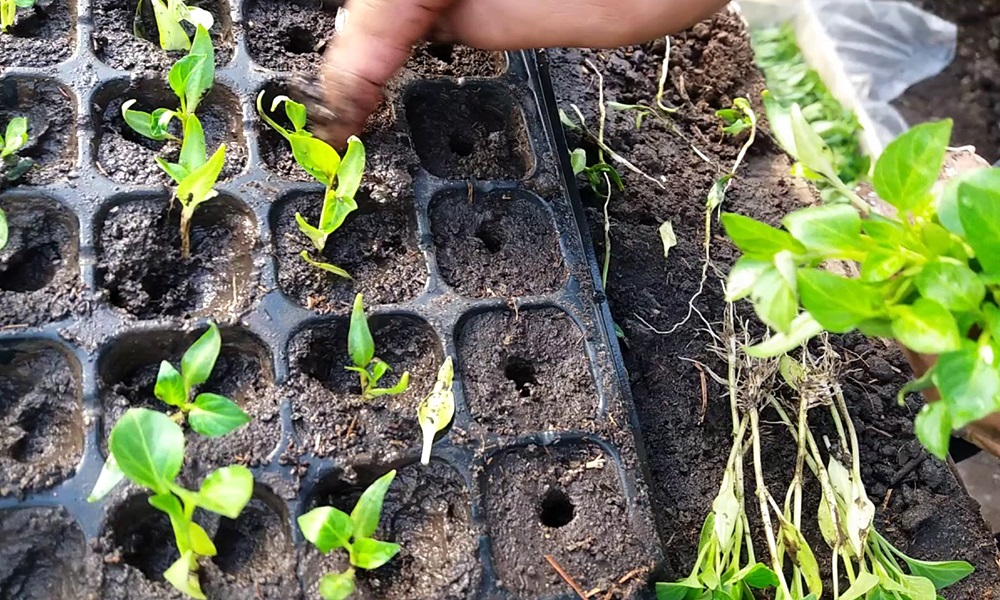 Для выращивания перца можно использовать стаканчики для рассады или кассеты для рассады. Для выращивания перца можно использовать стаканчики для рассады или кассеты для рассады.