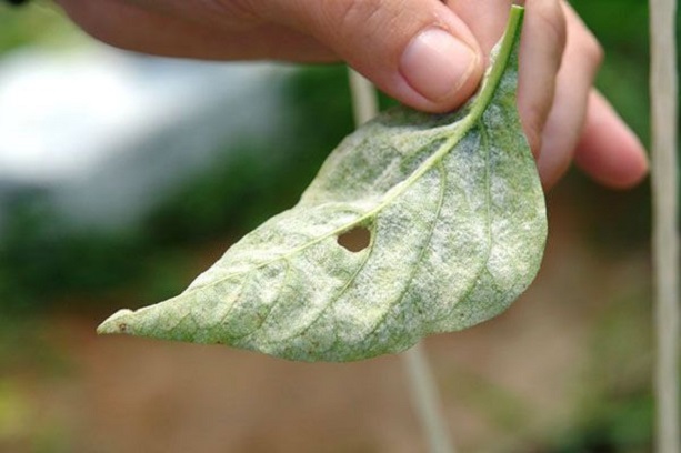 Мучнистая роса на листьях виолы