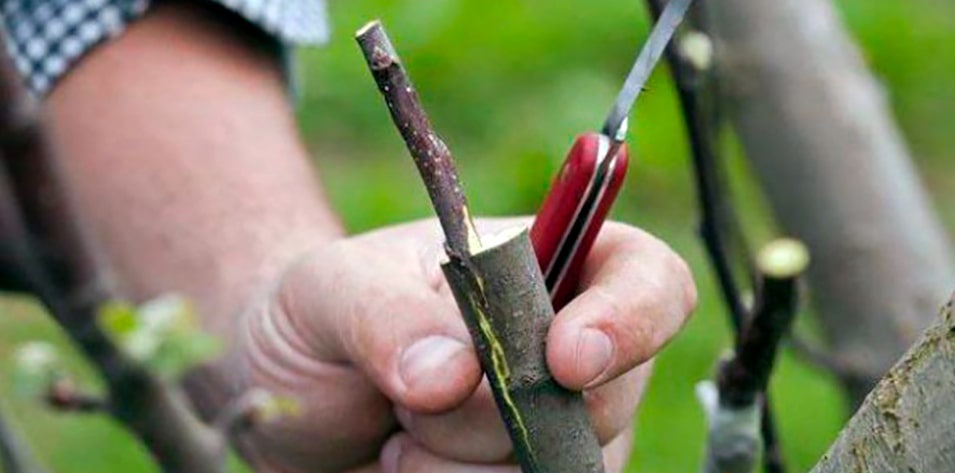 Что такое подвой?