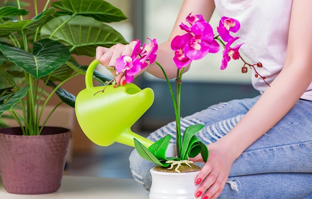 Взимку орхідеї поливають рідше, ніж у теплу пору року.