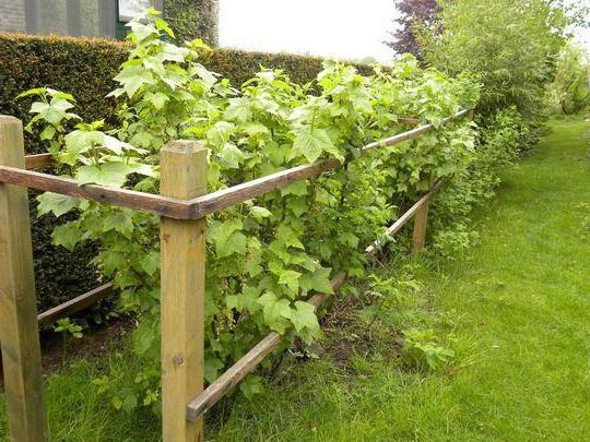 Смородині краще обрати добре освітлену відкриту ділянку.