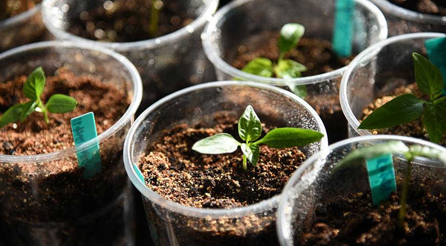 Рассада острого декоративного перца