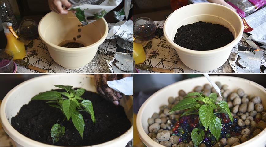 Пересадка рассады острого перца в горшок