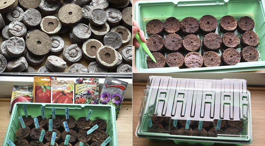 Посадка рассады острого перца в торфяные таблетки