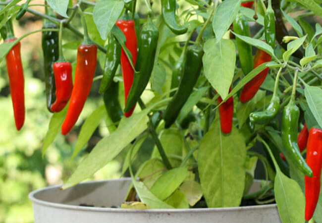 Выращивание острого декоративного перца