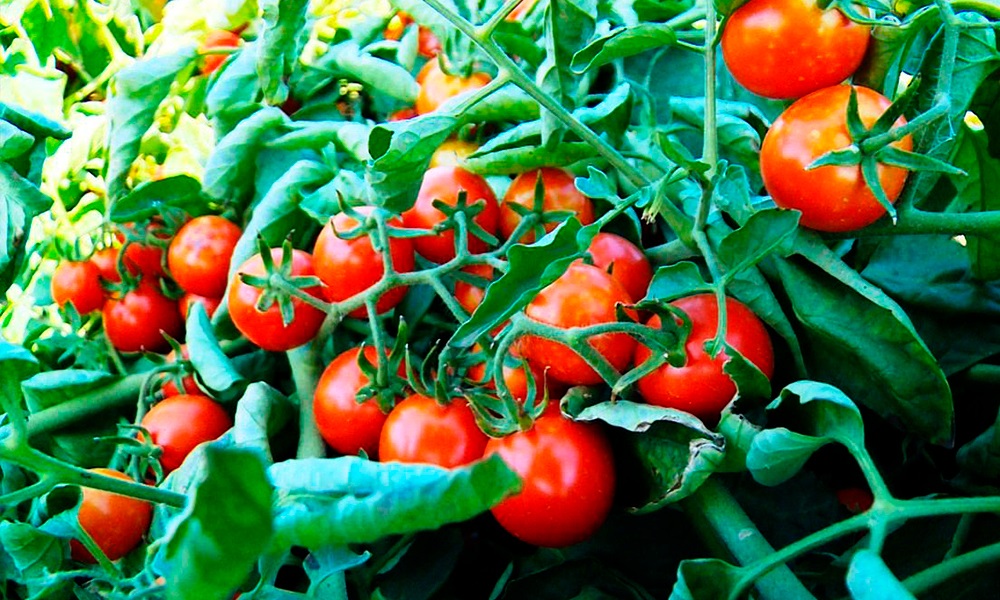 Помидоры являются отличным источником витаминов и антиоксидантов.