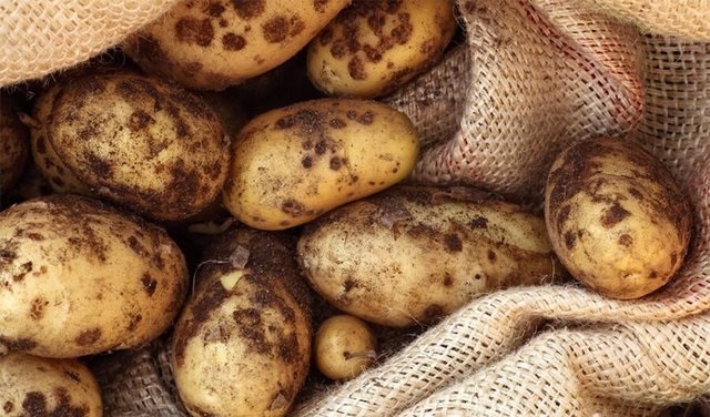 Черная парша на картофеле