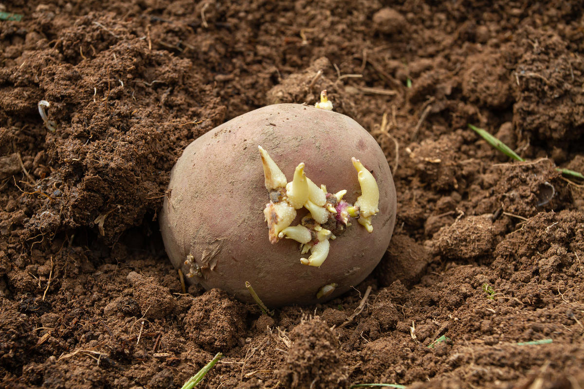 Причины появления парши на картофеле Причины появления парши на картофеле