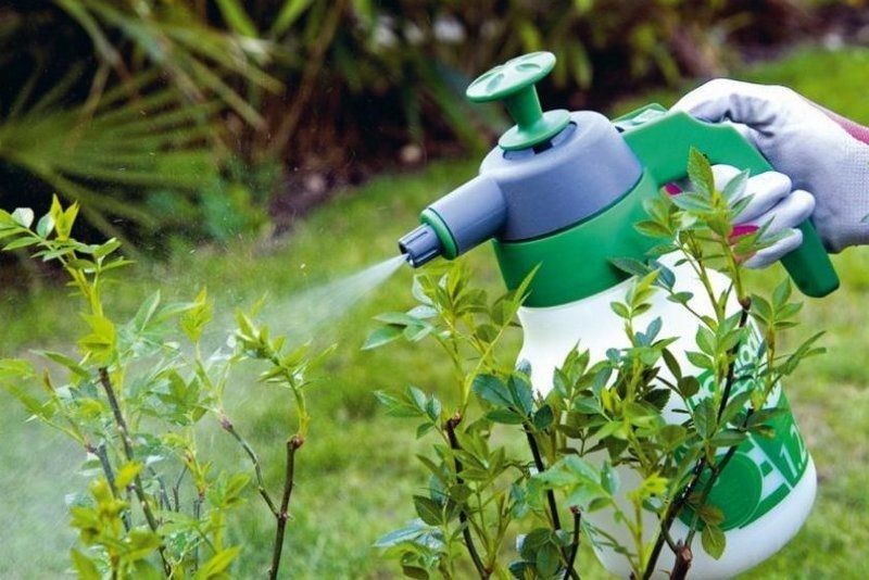 Использование инсектицидов от паутинных клещей Использование инсектицидов от паутинных клещей