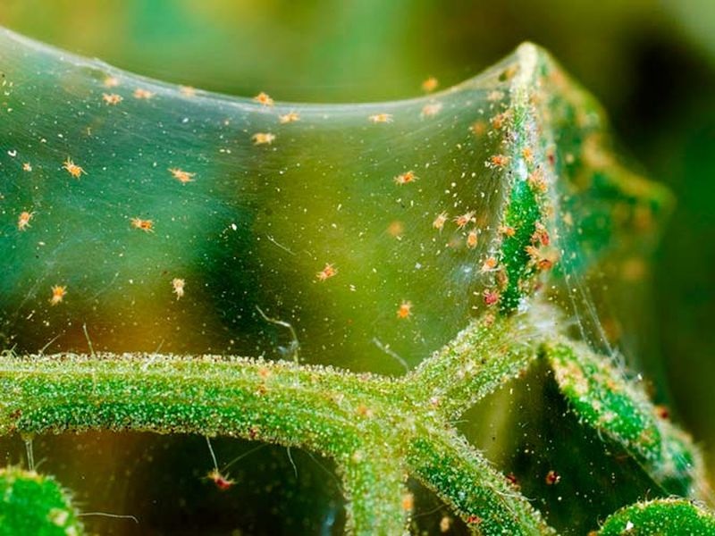 Паутинные клещи Паутинные клещи