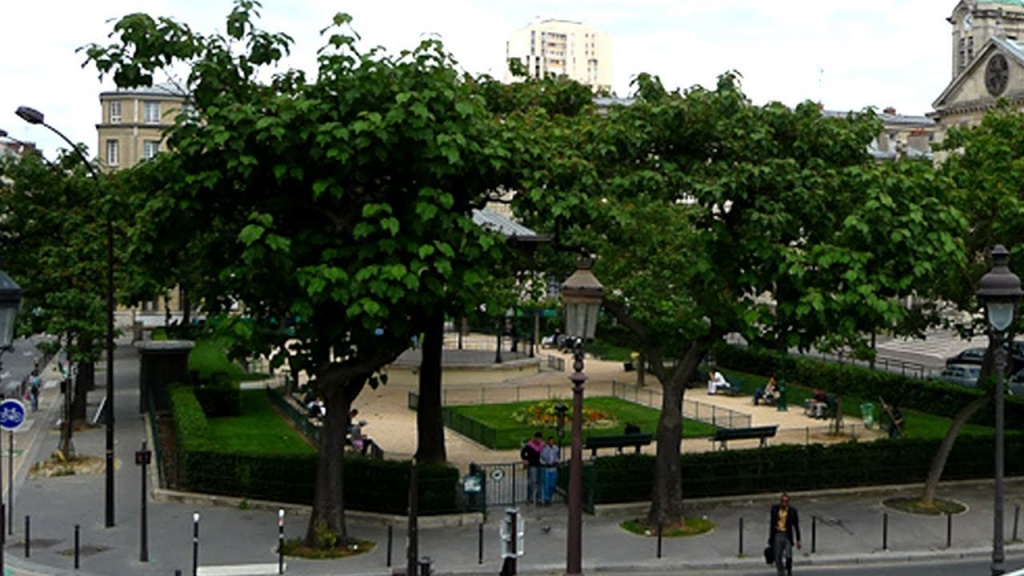 Дерево Павловнії 