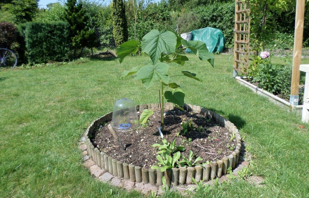 Дерево Павловнії очищує повітря