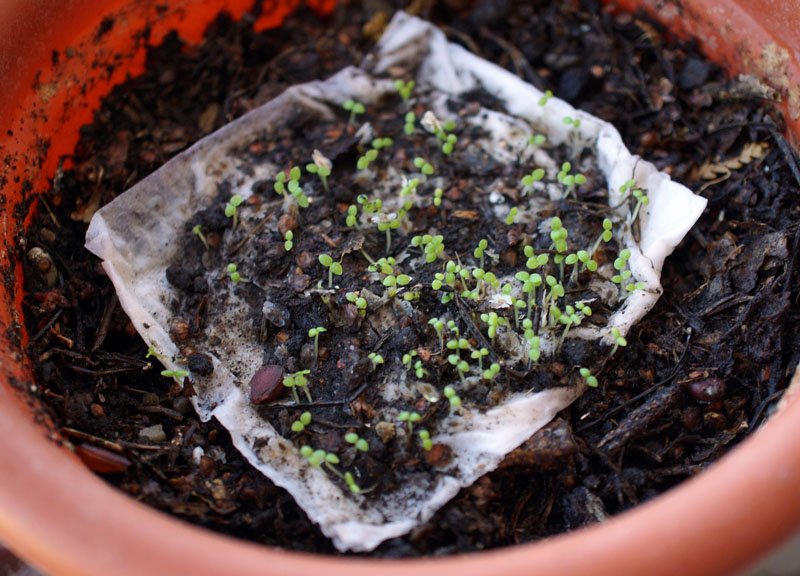 Живці Паловнії