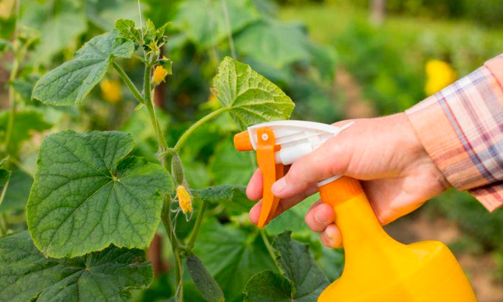 Народные методы, помогающие при паутинном клеще