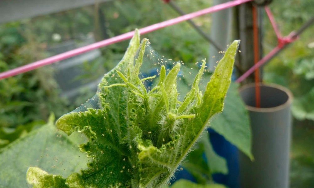 Признаки присутствия паутинного клеща на огурцах.