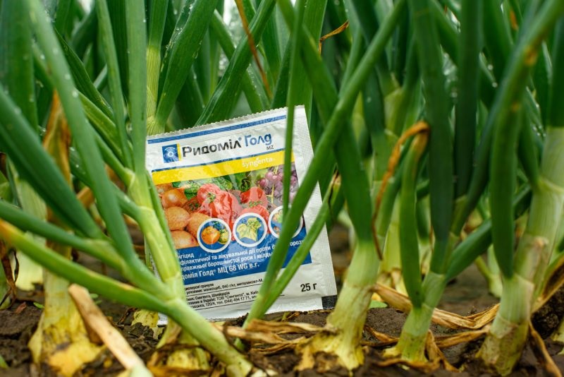 Лечение пероноспороза